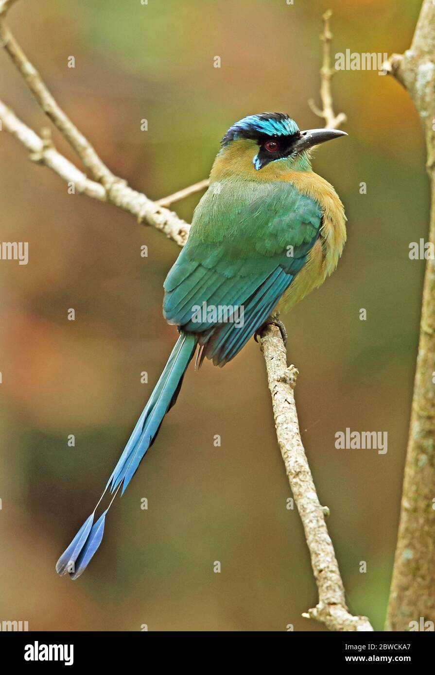 Motmot (Motomus lessonii lessonii) adulto arroccato sulla filiale Picacho NP, Honduras febbraio 2016 Foto Stock