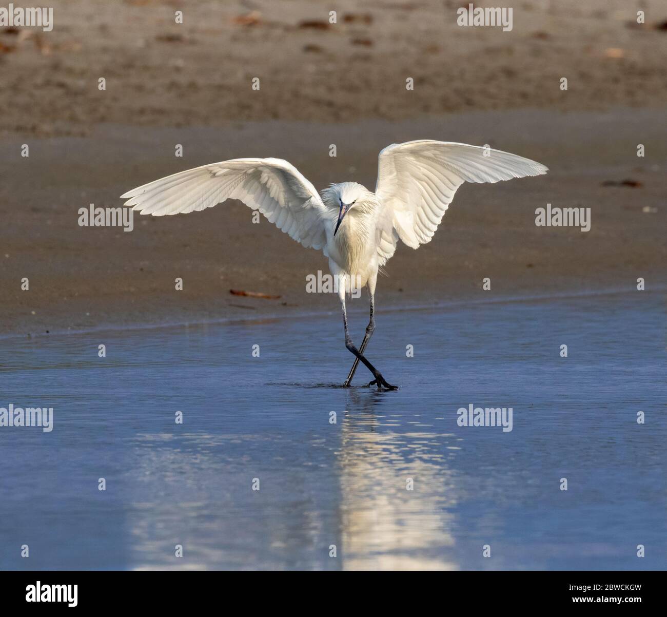 Eret rossastro (Ergretta rufescens), morfo bianco, caccia sulla costa dell'oceano, Galveston, Texas, USA. Foto Stock