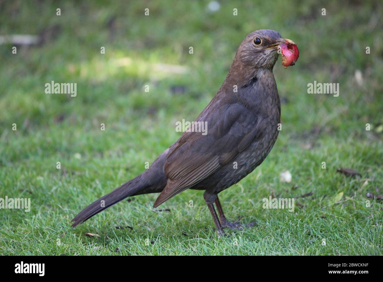 Femmina di ricatto raccolta di cibo per il suo nidificazione giovane in un giardino inglese 2020. Foto Stock