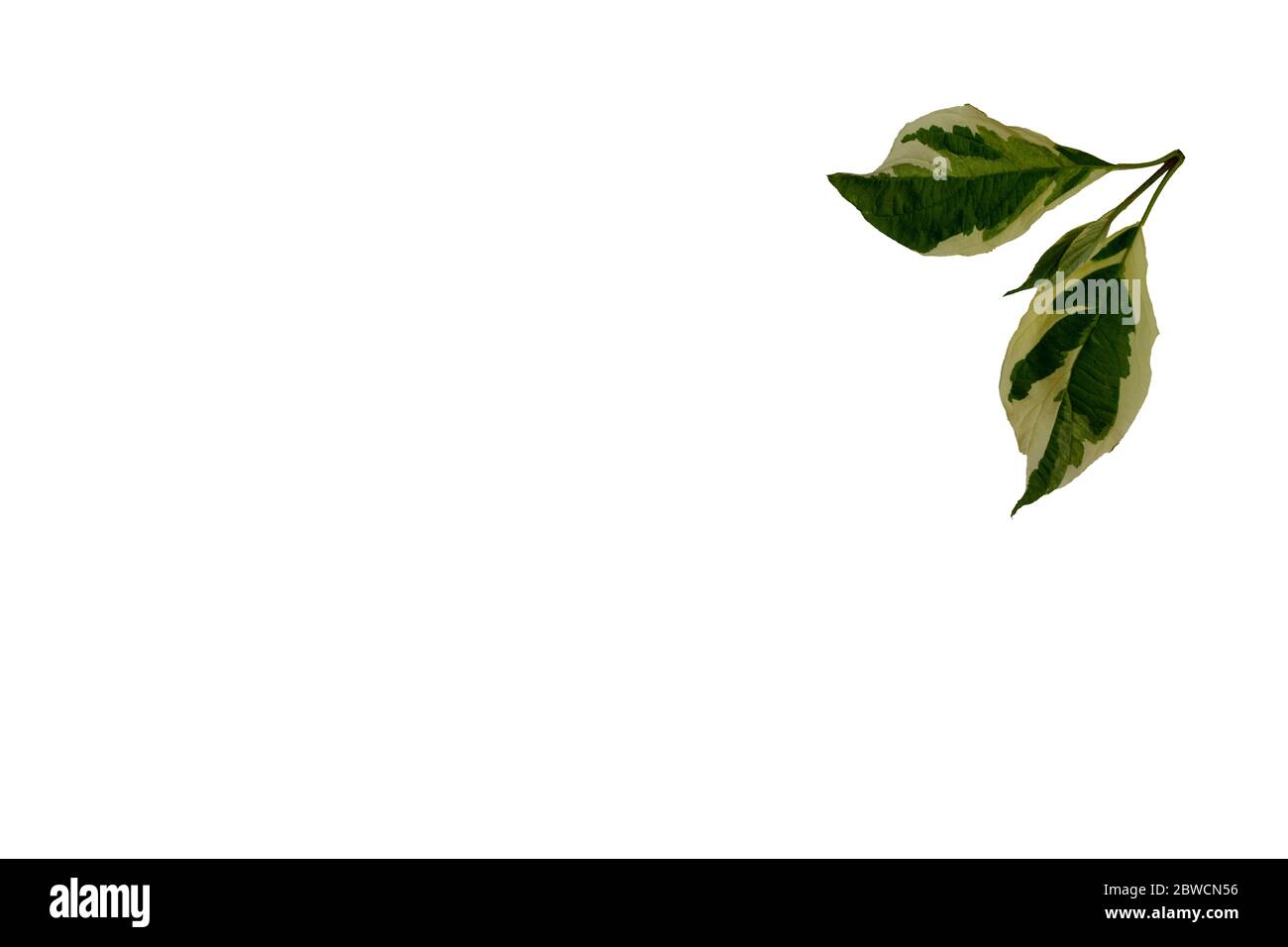 Foglia variegata di dogwood Cornus alba elegantissima vista su sfondo bianco. Foto Stock
