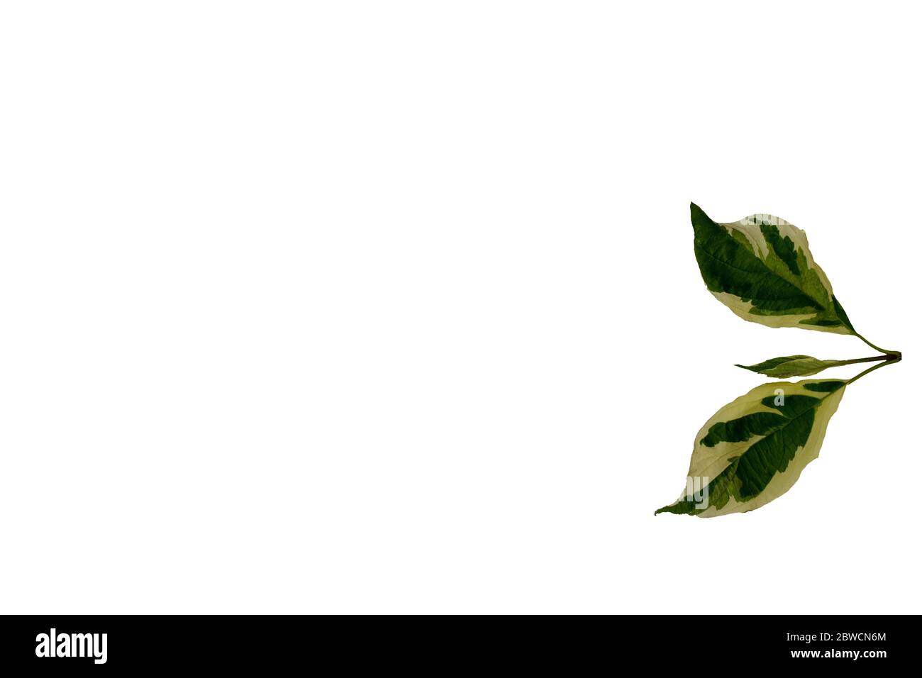 Foglia variegata di dogwood Cornus alba elegantissima vista su sfondo bianco. Foto Stock
