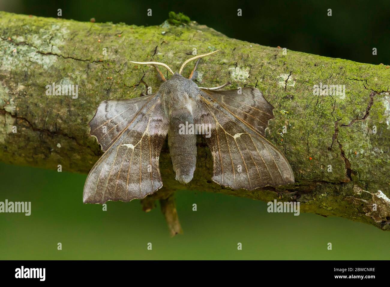 Pioppo Hawk Moth Laothoe populi in un giardino di Norfolk UK Foto Stock
