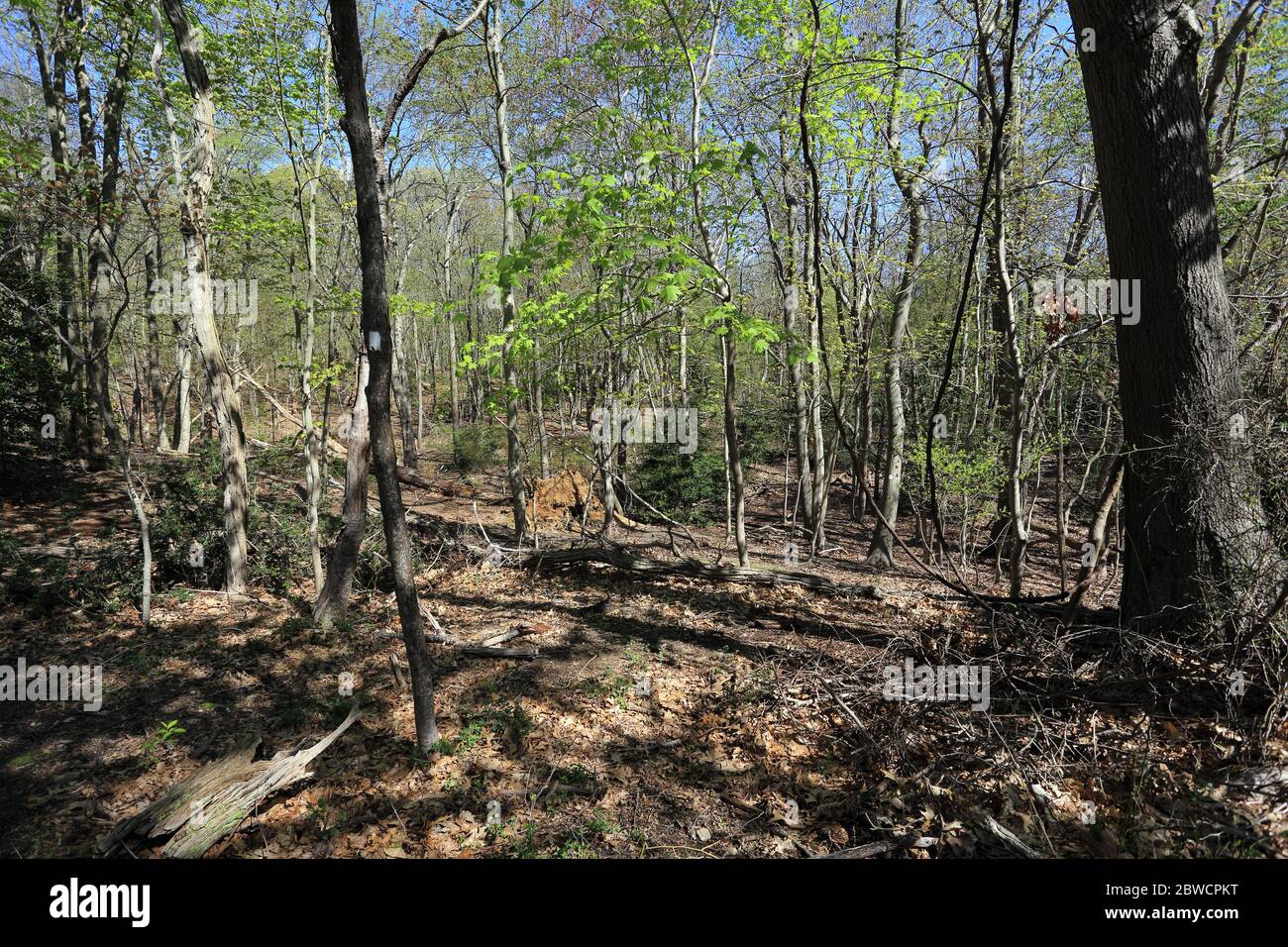 Forsythe Meadow Park Stony Brook Long Island New York Foto Stock