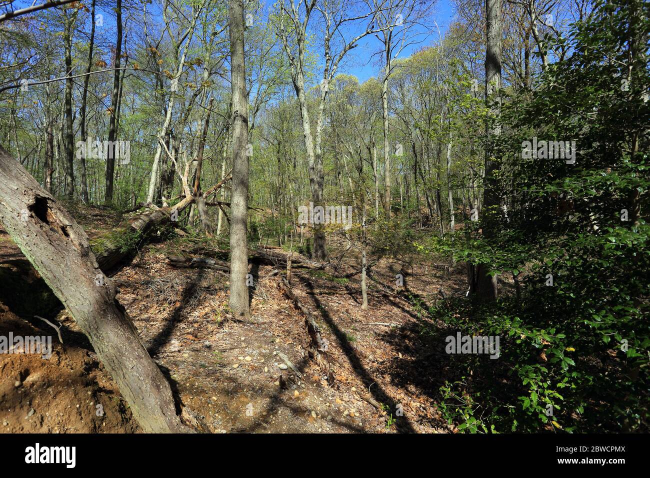 Forsythe Meadow Park Stony Brook Long Island New York Foto Stock