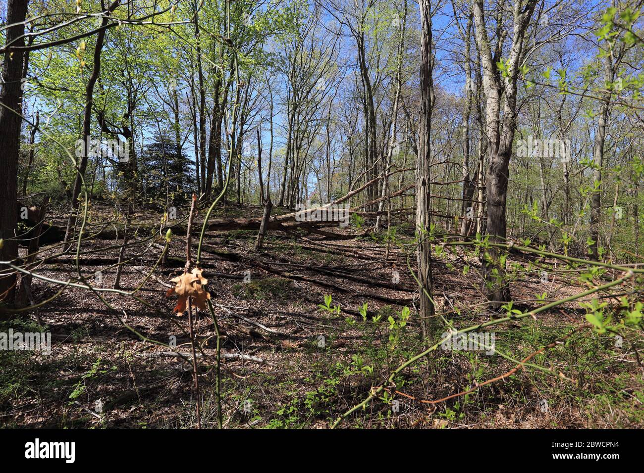 Forsythe Meadow Park Stony Brook Long Island New York Foto Stock