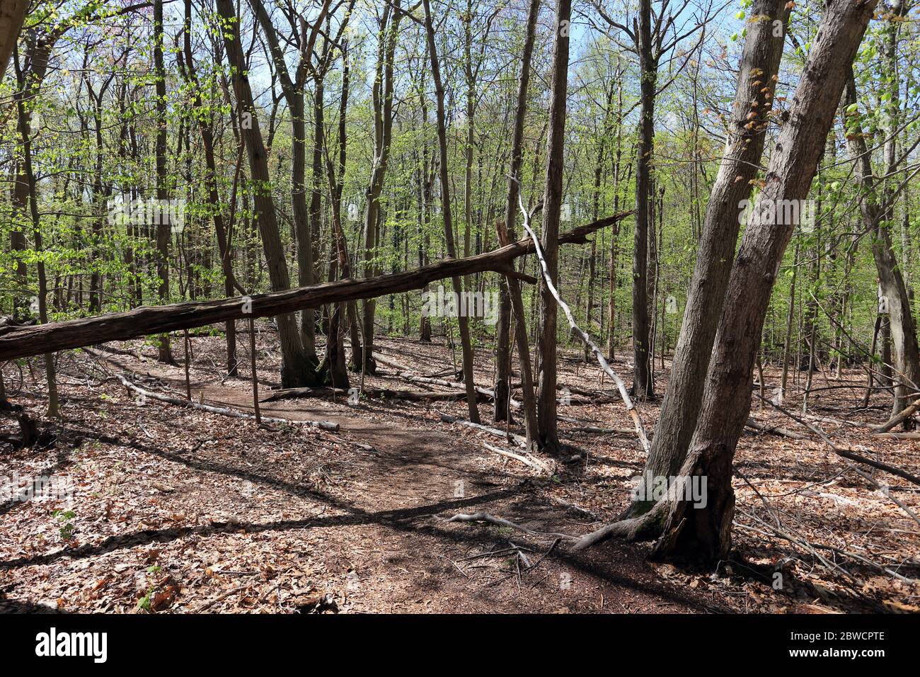 Forsythe Meadow Park Stony Brook Long Island New York Foto Stock