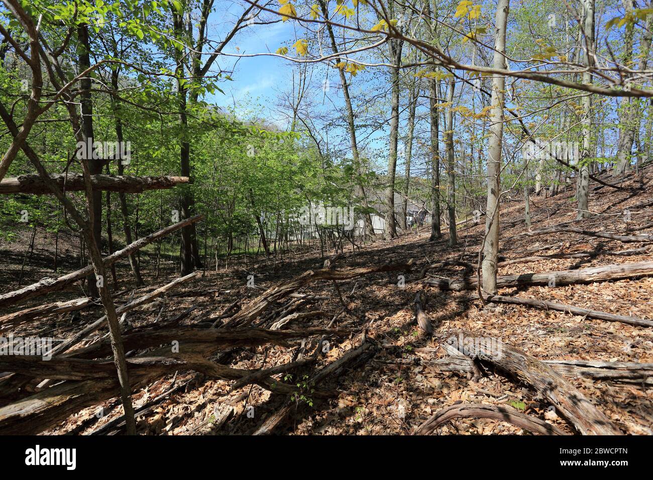 Forsythe Meadow Park Stony Brook Long Island New York Foto Stock