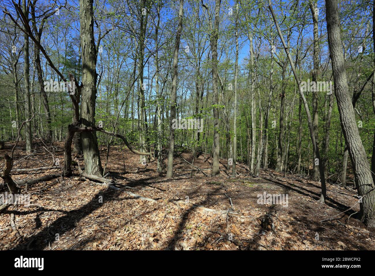 Forsythe Meadow Park Stony Brook Long Island New York Foto Stock