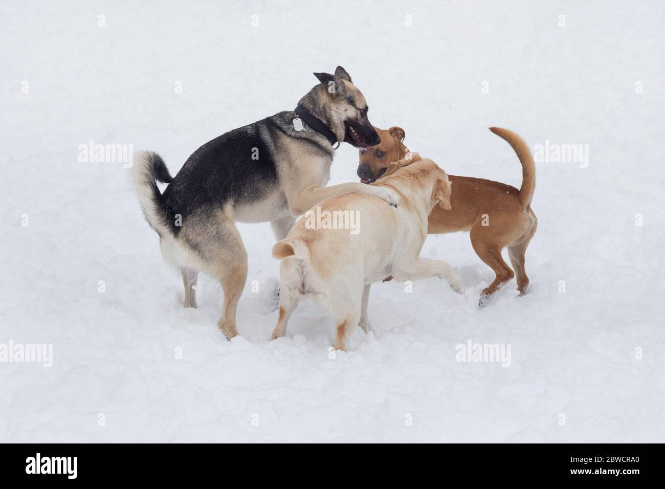 Labrador Retriever, il cane multibrosso e il cucciolo di pit bull giocano nel parco invernale. Animali domestici. Cane purebred. Foto Stock