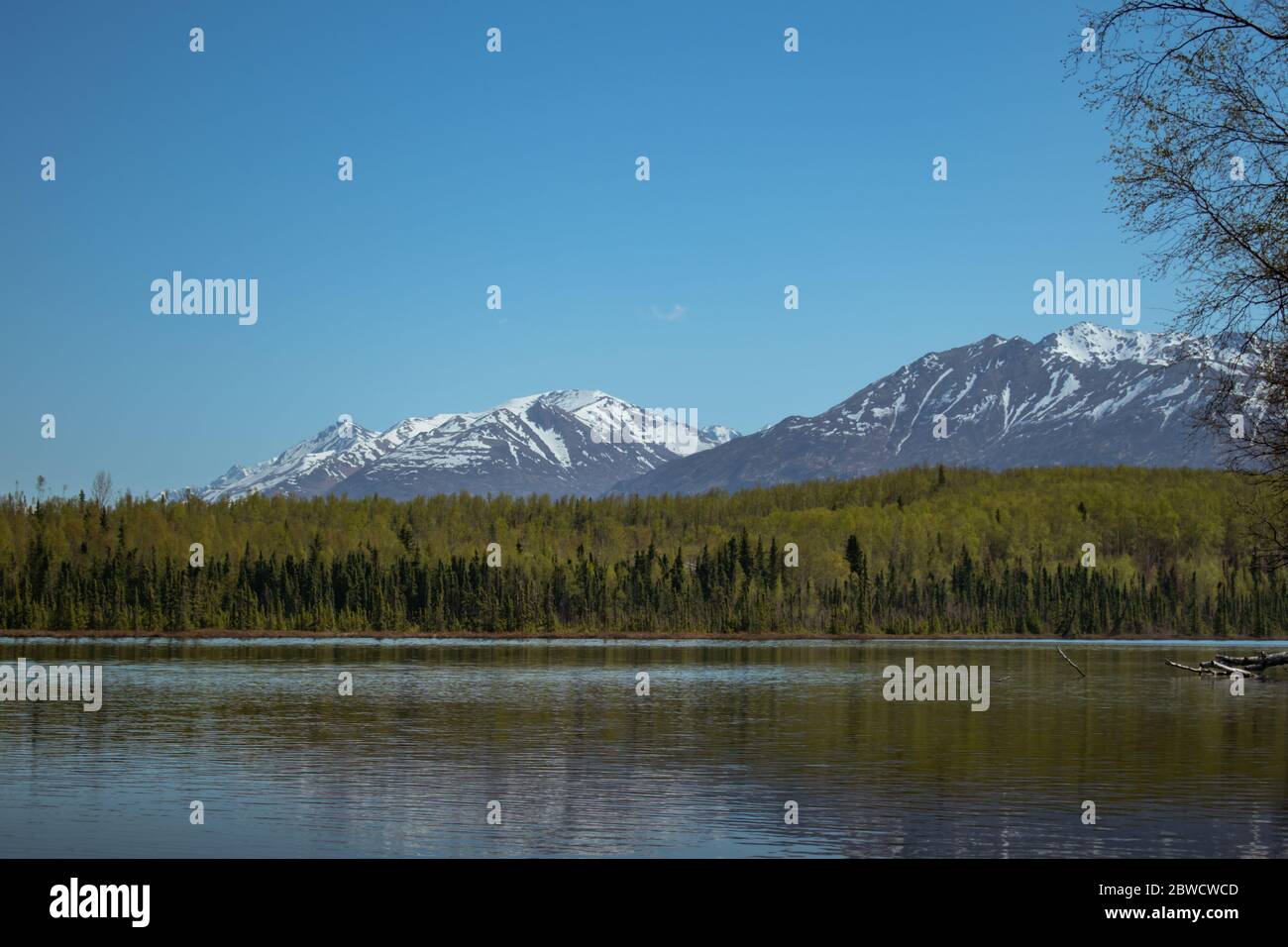 La primavera avviene rapidamente in Alaska, la neve si rinfresca, le foglie scoppiano. Foto Stock