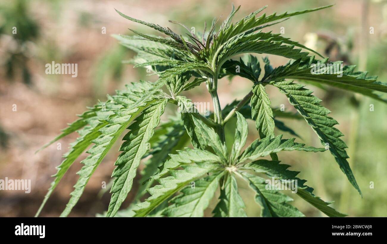 Pianta giovane di canapa di cannabis che cresce dallo sporco che si muove nel vento con il sole che splende. Movimento lento, movimento di inclinazione Foto Stock