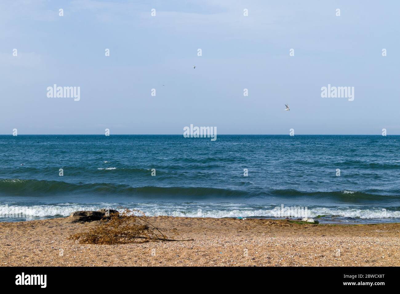 Un grande ramo e pietra si trova sulla spiaggia. Con un uccello volante su fondo cielo azzurro e pulito. Foto Stock