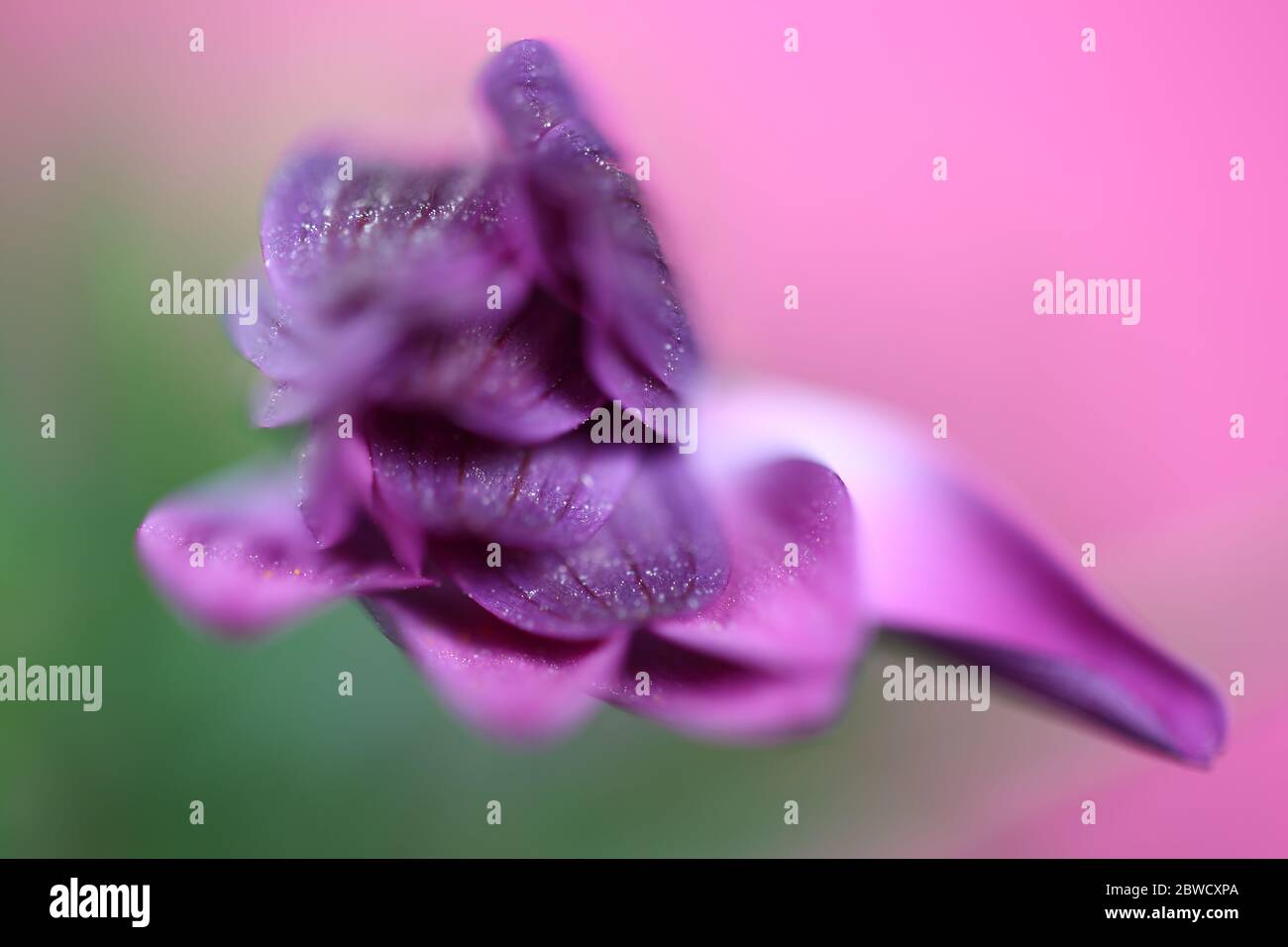 Macro di fiori violetti, polline splendente sui petali, isolato su sfondo verde e rosa Foto Stock