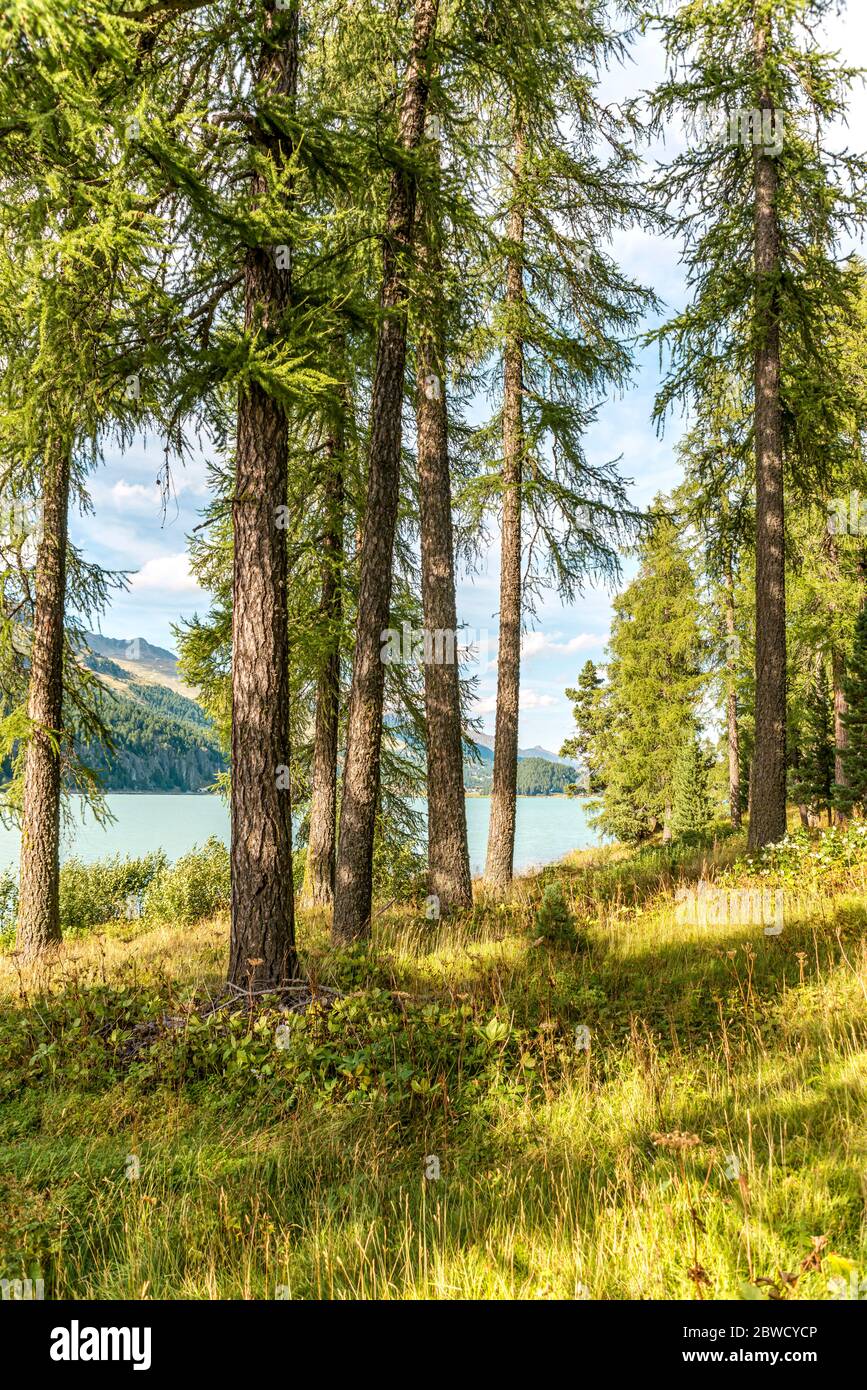 Paesaggio forestale sul lago Silvaplana, Engadina, Svizzera Foto Stock