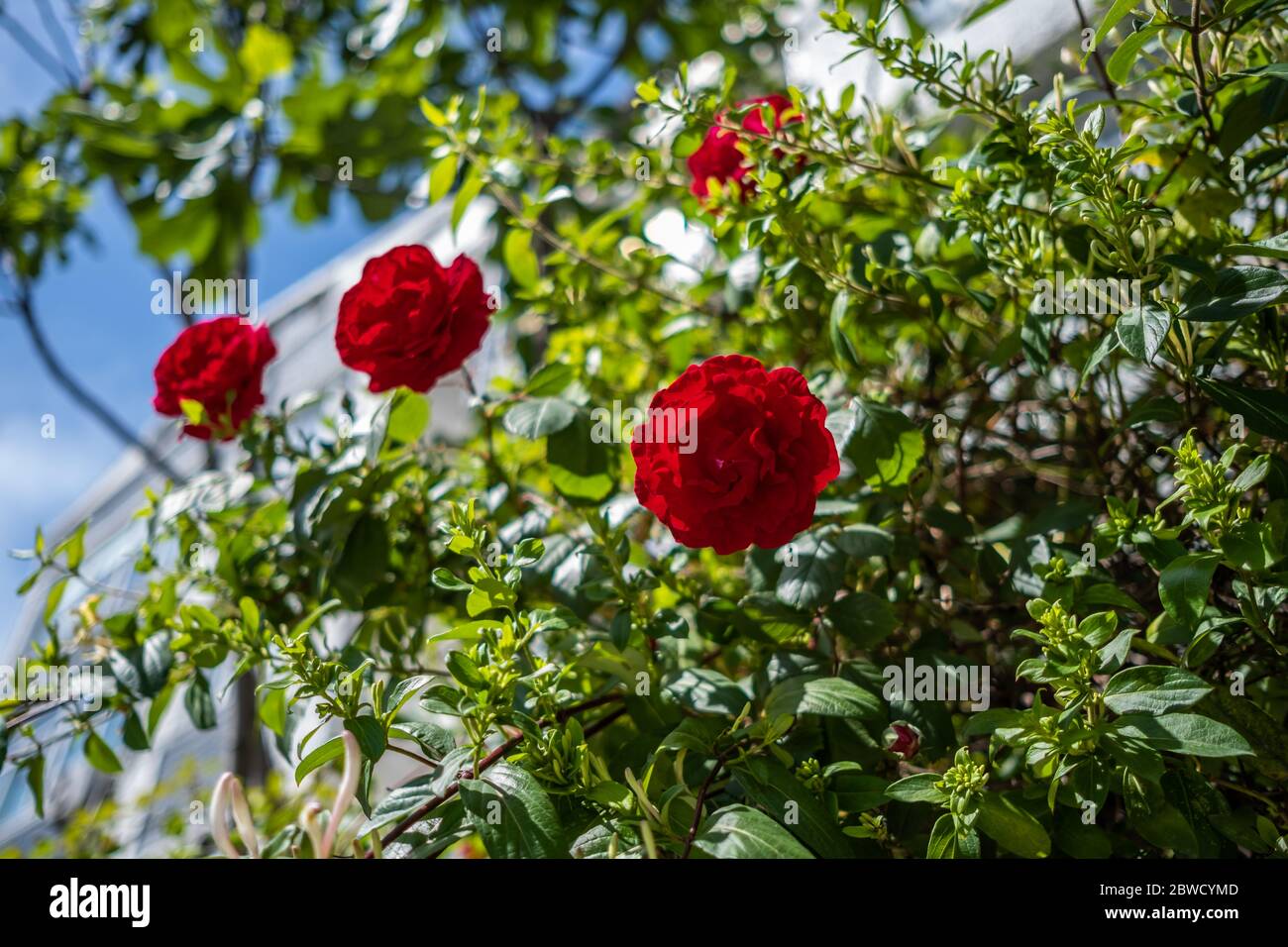 Primo piano di rose rosse nel giardino Foto Stock