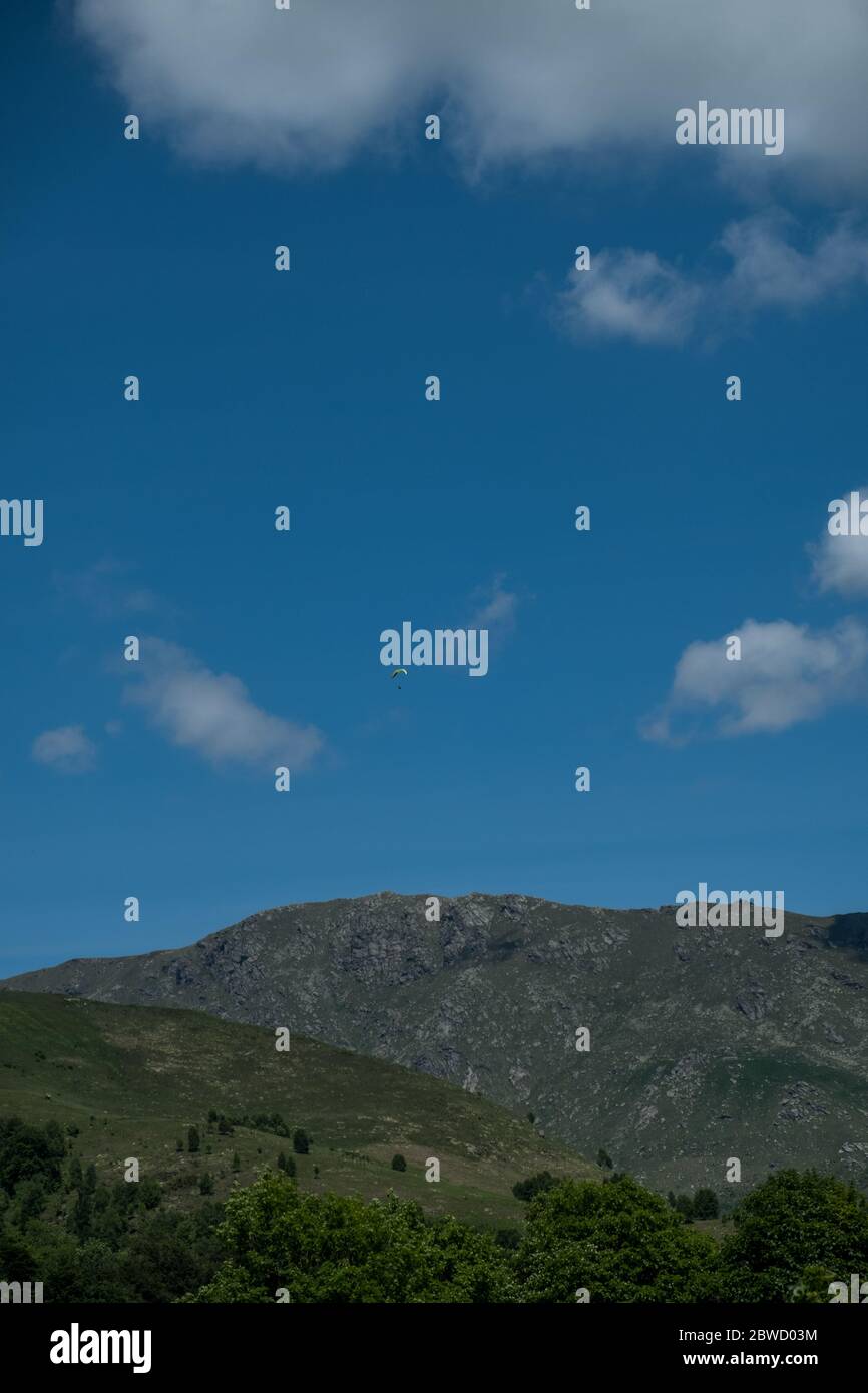 La fioritura delle narcische sulle alpi italiane Foto Stock