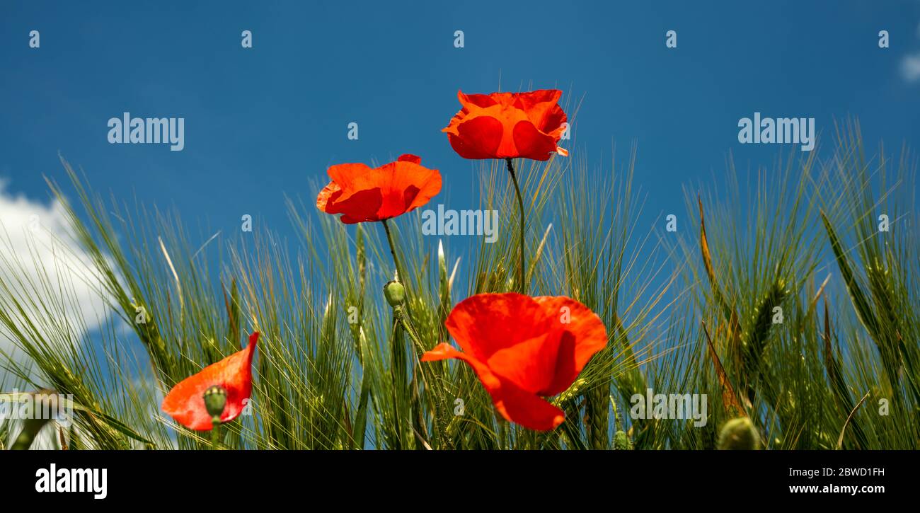 Primo piano di fiori di papavero rosso sul campo Foto Stock