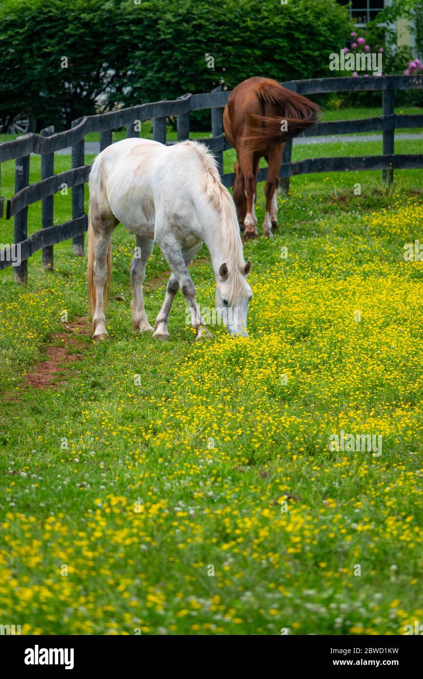 Cavalli in un campo di buttercups in Poolesville Maryland Maryland fattoria di cavalli Foto Stock