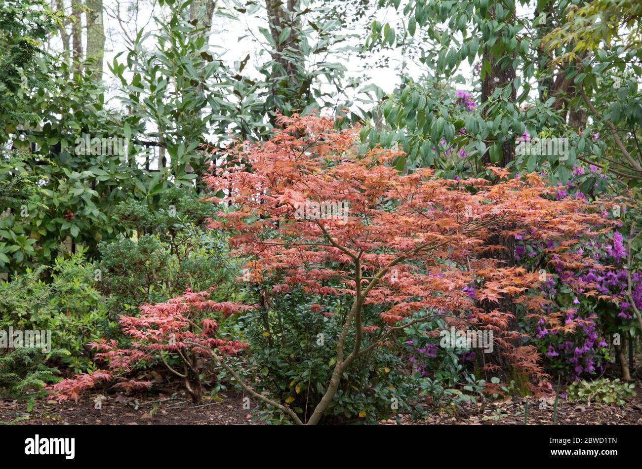 Acer palmatum, acero giapponese 'CORALLINUM' Foto Stock