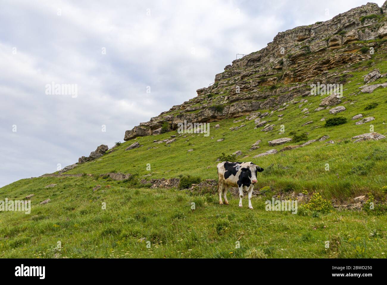 Una mucca sul fianco della montagna con sfondo cielo nuvoloso. Foto Stock