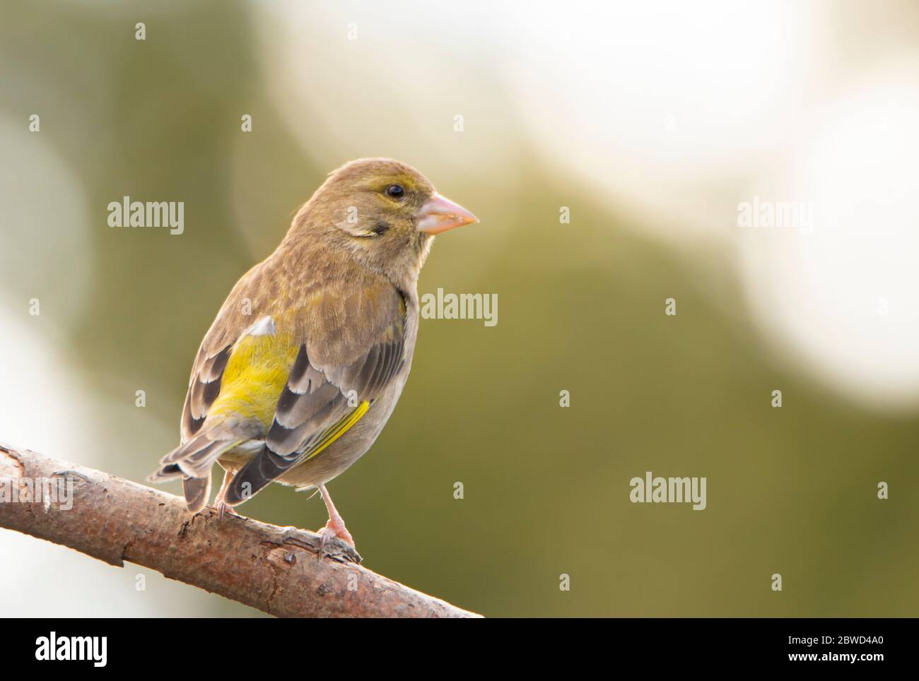 Verdino, Chloris Chloris, piccolo uccello, Giovanile, arroccato su una filiale in un giardino britannico, estate 2020 Foto Stock