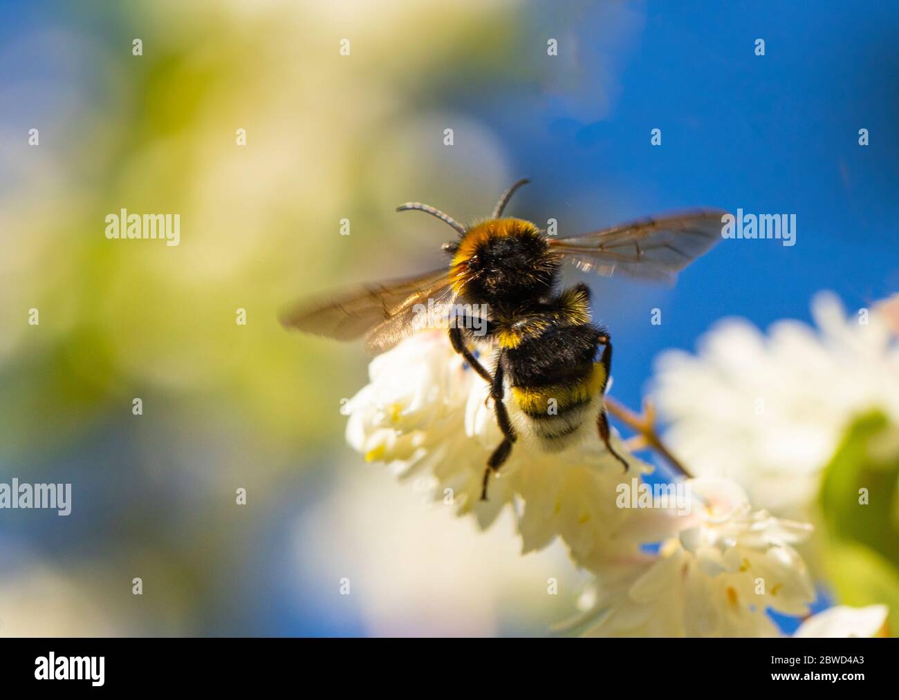 Ape, Bumble Bee, arroccato su un fiore nella campagna britannica Foto Stock