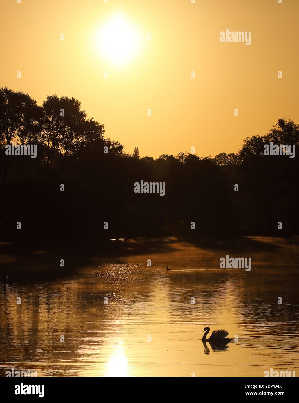 Peterborough, Regno Unito. 30 maggio 2020. Sessantotto giorni di Lockdown, a Peterborough. Un cigno sul lago Overton in una bella partenza della giornata come il sole splende a Nene Park, Peterborough. Anche se il paese è ancora in blocco, è stato leggermente attenuato e gruppi di sei persone possono incontrarsi da lunedì, ma con un caldo weekend in negozio si spera che la gente non flout le regole prima di allora. Credit: Paul Marriott/Alamy Live News Foto Stock