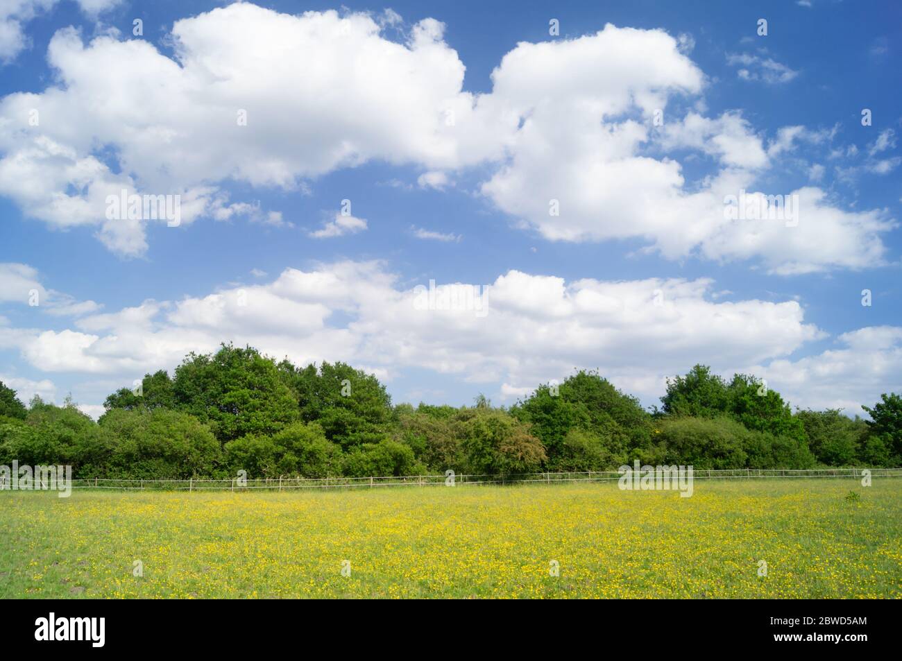 Campo o pascolo con fiori gialli e cielo blu con nubi cumulus Foto Stock