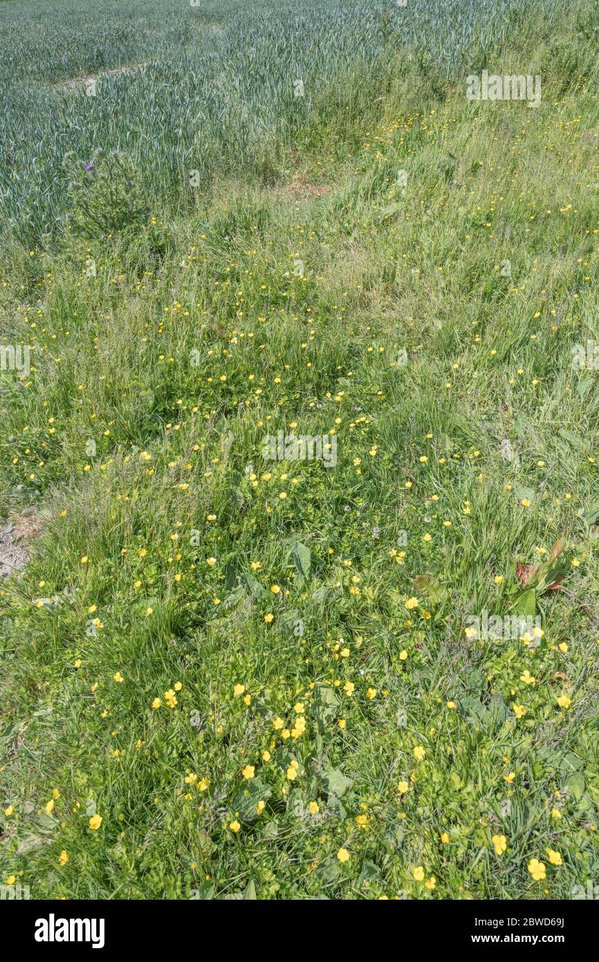 Patch di fiori selvatici stagionali del Regno Unito - Buttercups / Ranunculus si repens in campo. Concetto sorpassato da erbacce, sopravcrescita da coppe, prato estivo. Foto Stock