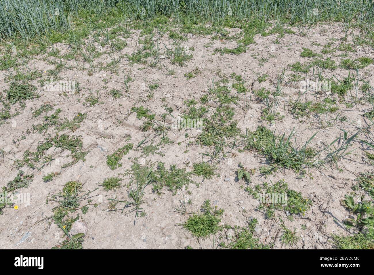 Patch di terreno molto secco in campo di grano infestato da comuni erbacce agricole del Regno Unito come Buttercup / Ranunculus. Terra parched, suolo asciugato in UK. Foto Stock