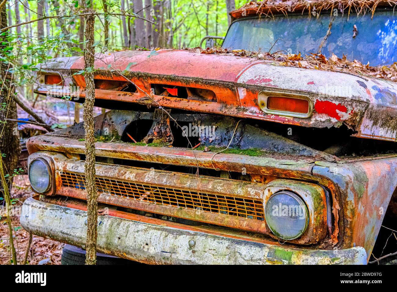 Il vecchio Pickup Red Chevy si è schiantato in alberi Foto Stock