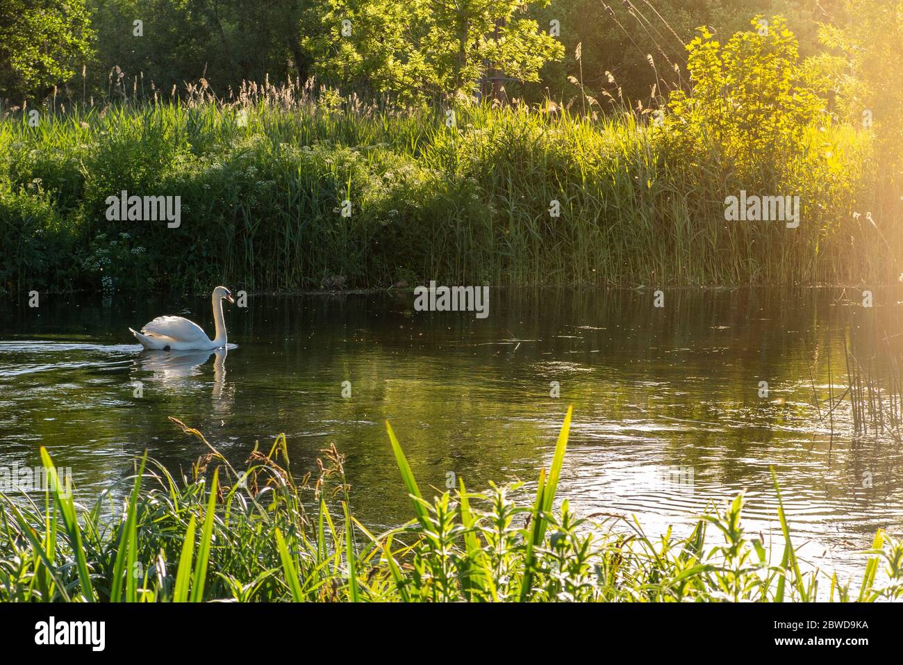 Un cigno sul fiume Kennet a Hungerford nel Berkshire Foto Stock