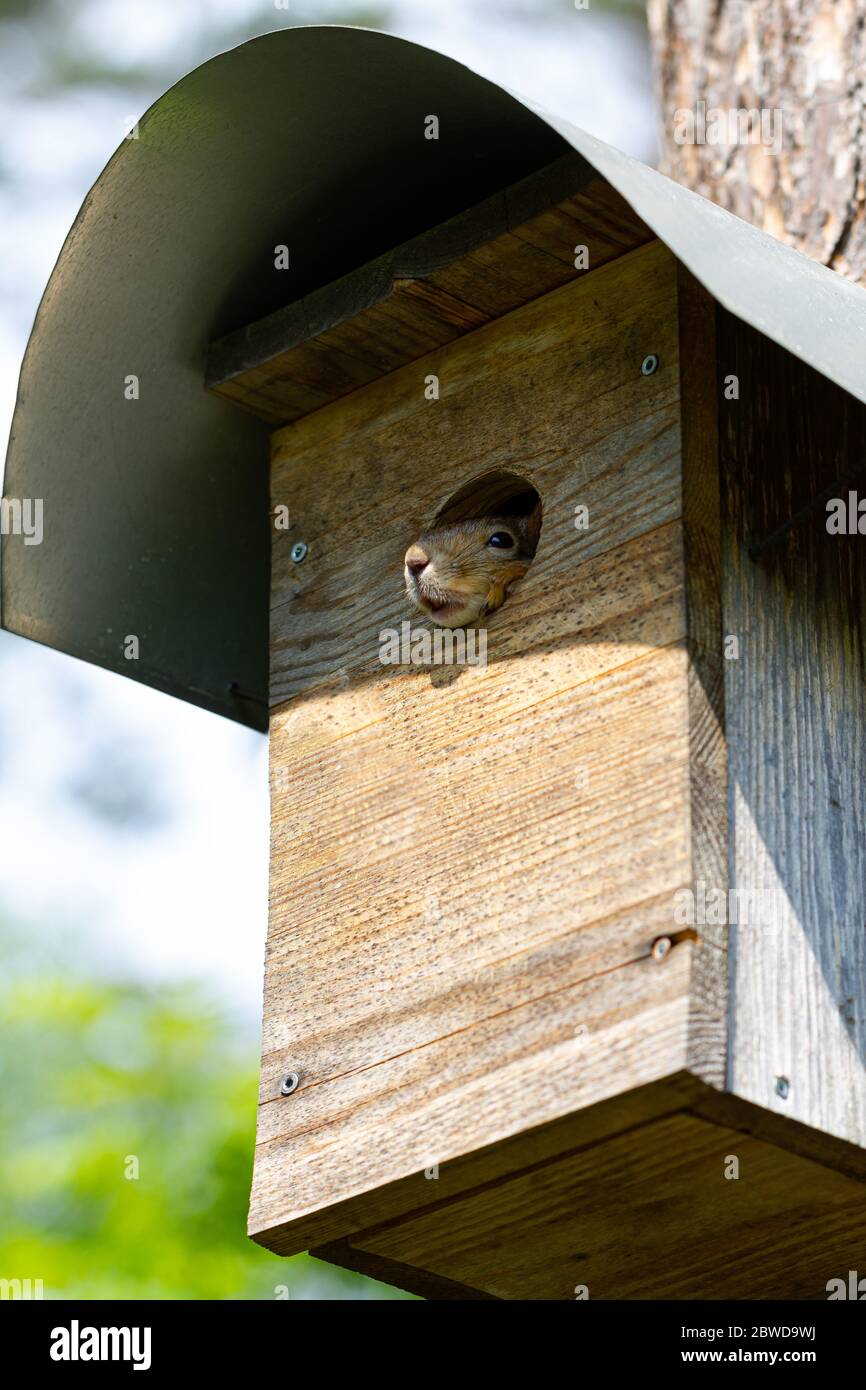 Scoiattolo guardando dalla casa degli uccelli, soggiorno concetto di casa Foto Stock