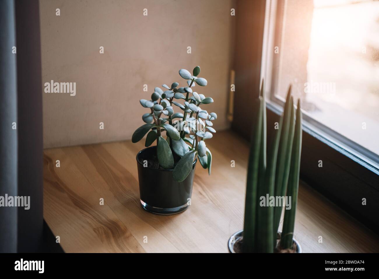pianta di giada in vaso e sansevieria che cresce sul davanzale Foto Stock