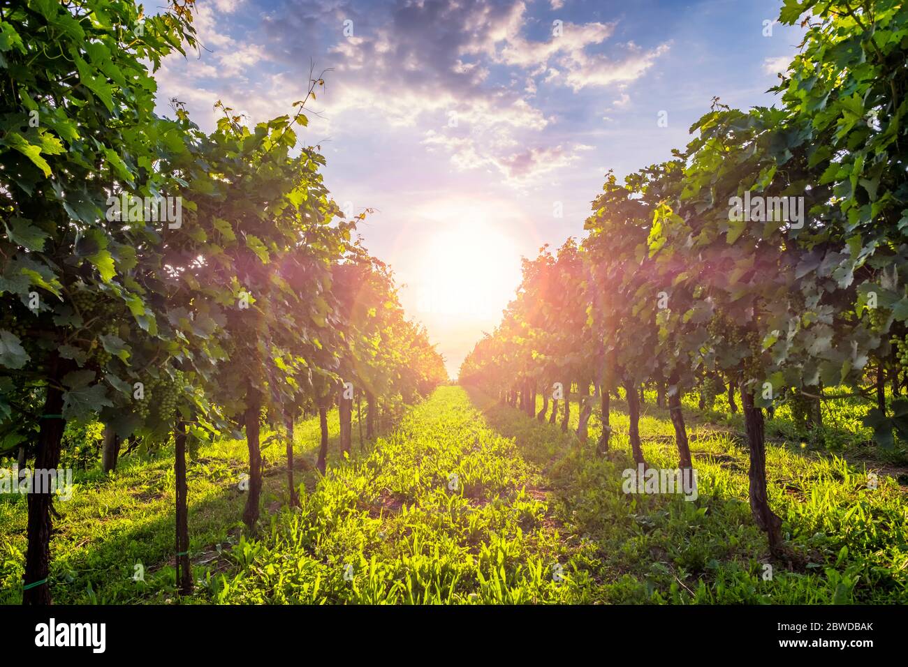 Vigneti soleggiati nella valle di Vipava, Slovenia. Famosa regione vinicola. Foto Stock