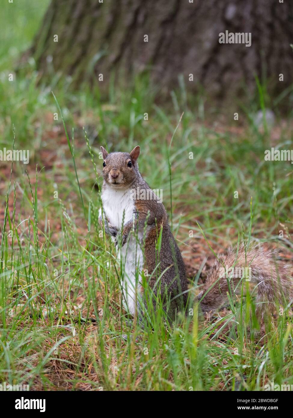 Scoiattolo grigio libero in una foresta italiana, piccolo roditore Foto Stock