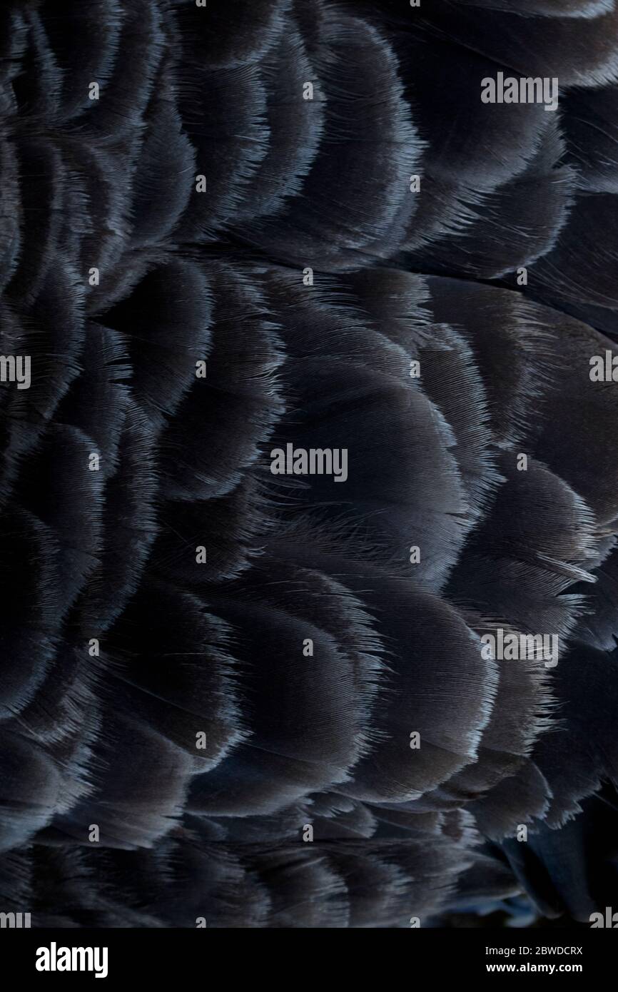 Dettagli di sfondo fornisce un primo piano di una bella piume nera di cigno in Tasmania, Australia, sull'isola di Bruny Foto Stock