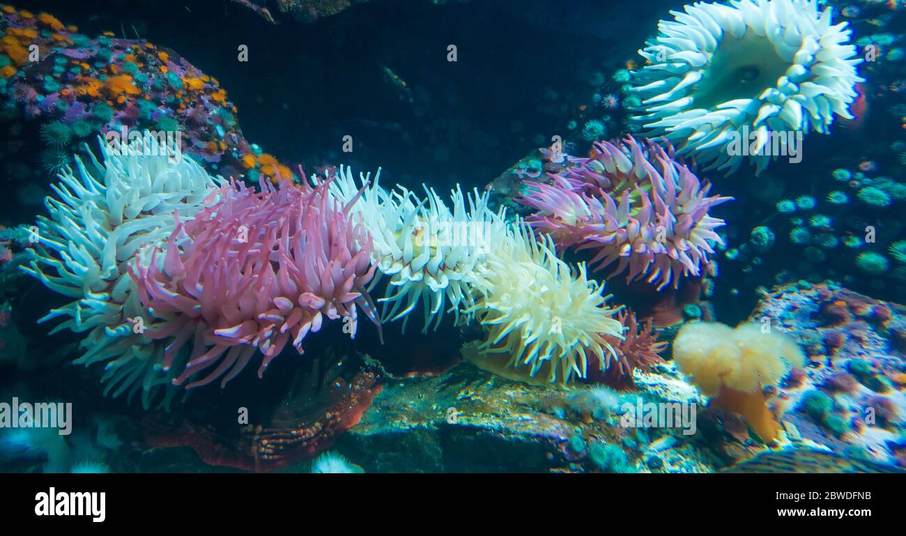 Anemoni marini sott'acqua Foto Stock