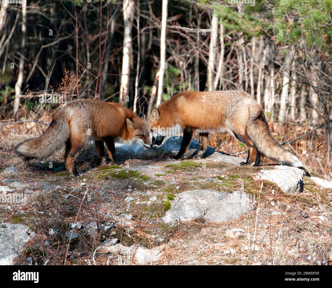 ed volpe animali primo piano profilo in foresta che mostra i loro corpi e code soffici e bushy con bocca aperta e godendo il loro ambiente . Foto Stock