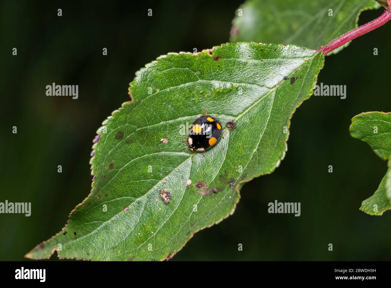 Harmonia axyridis (base nera 4 macchie arancioni), Isehara City, Prefettura di Kanagawa, Giappone Foto Stock