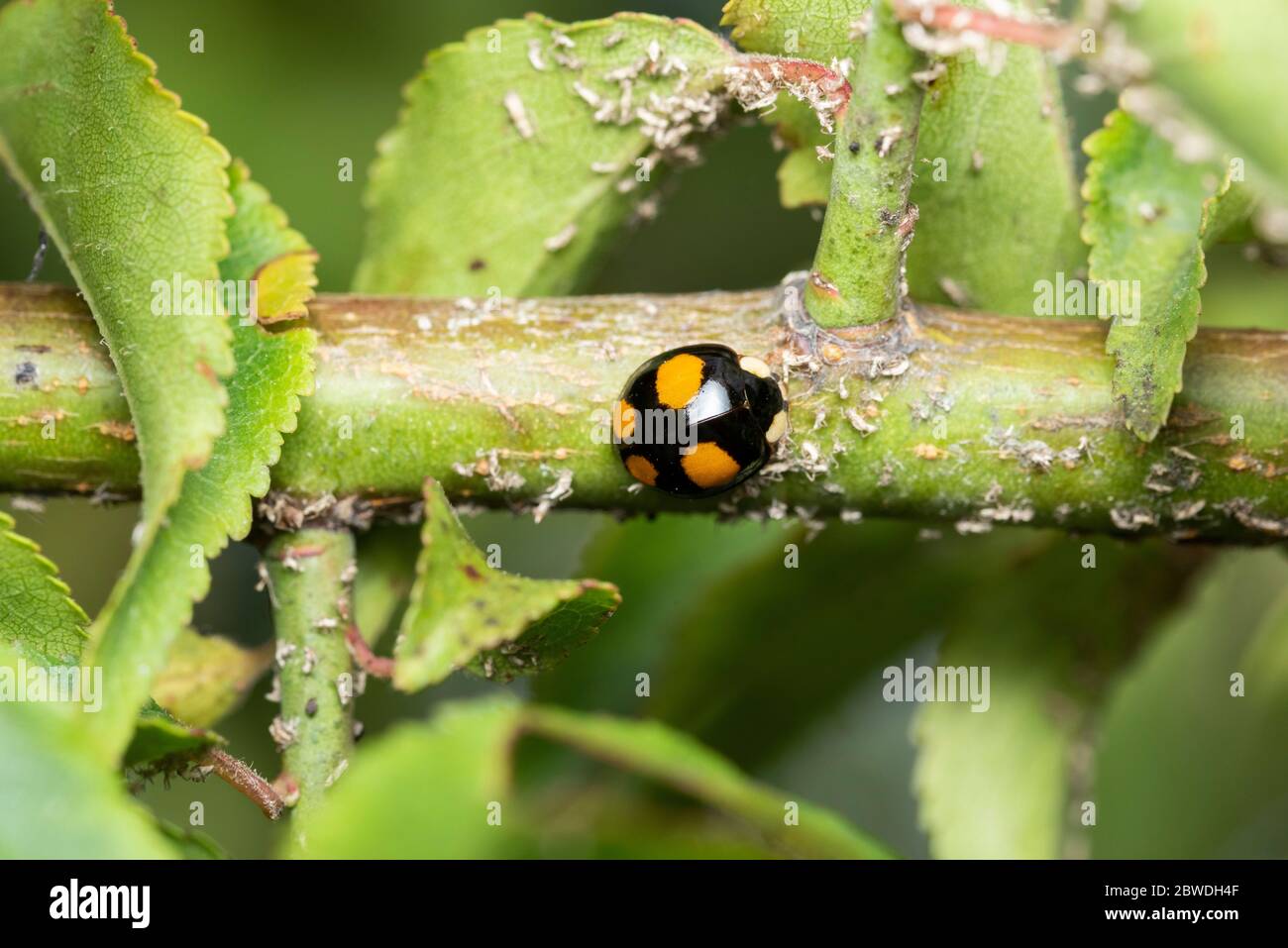 Harmonia axyridis (base nera 4 macchie arancioni), Isehara City, Prefettura di Kanagawa, Giappone Foto Stock