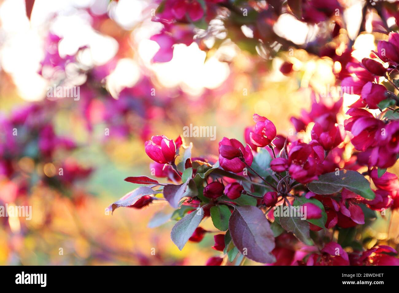 Primo piano sui fiori rosa magenta dell'albero di Crabapple di profusione in primavera. Foto Stock