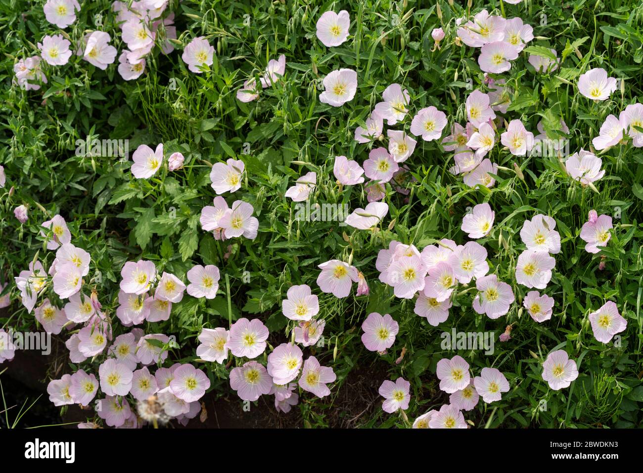 Serata rosa Primrose (Oenotera speciosa), Isehara Città, Prefettura di Kanagawa, Giappone Foto Stock