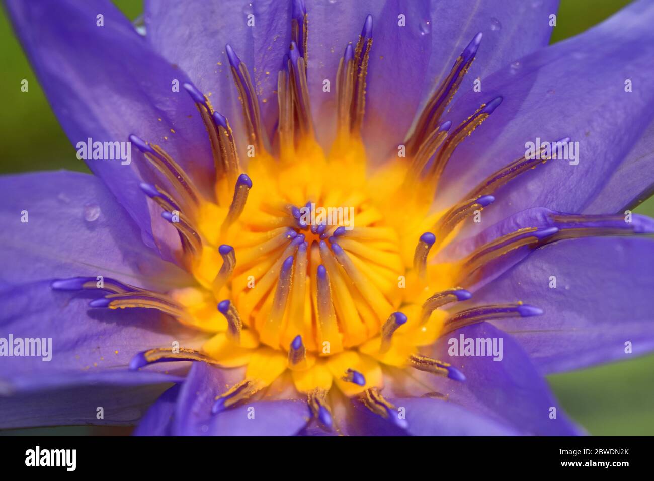 Blue Water Lily primo piano bellezza o macro fiore Foto Stock