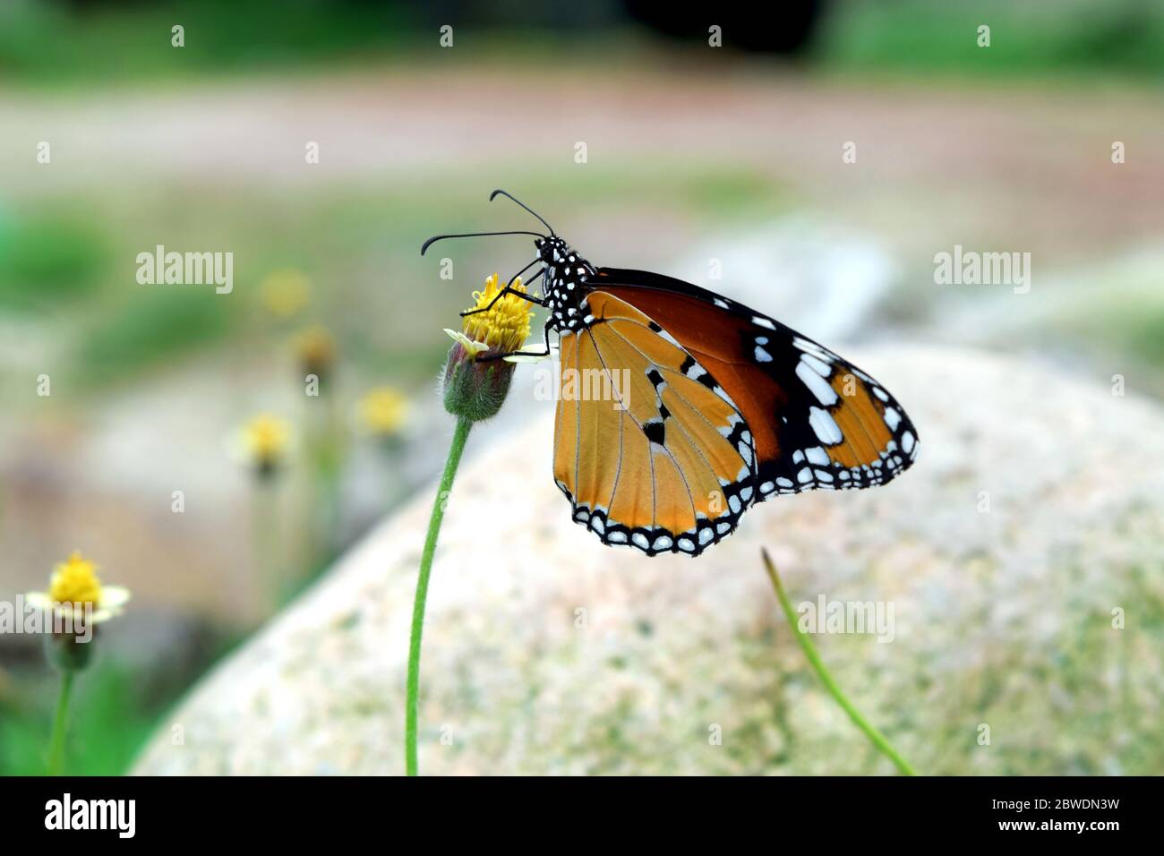 Farfalla tigre semplice su fiore Foto Stock