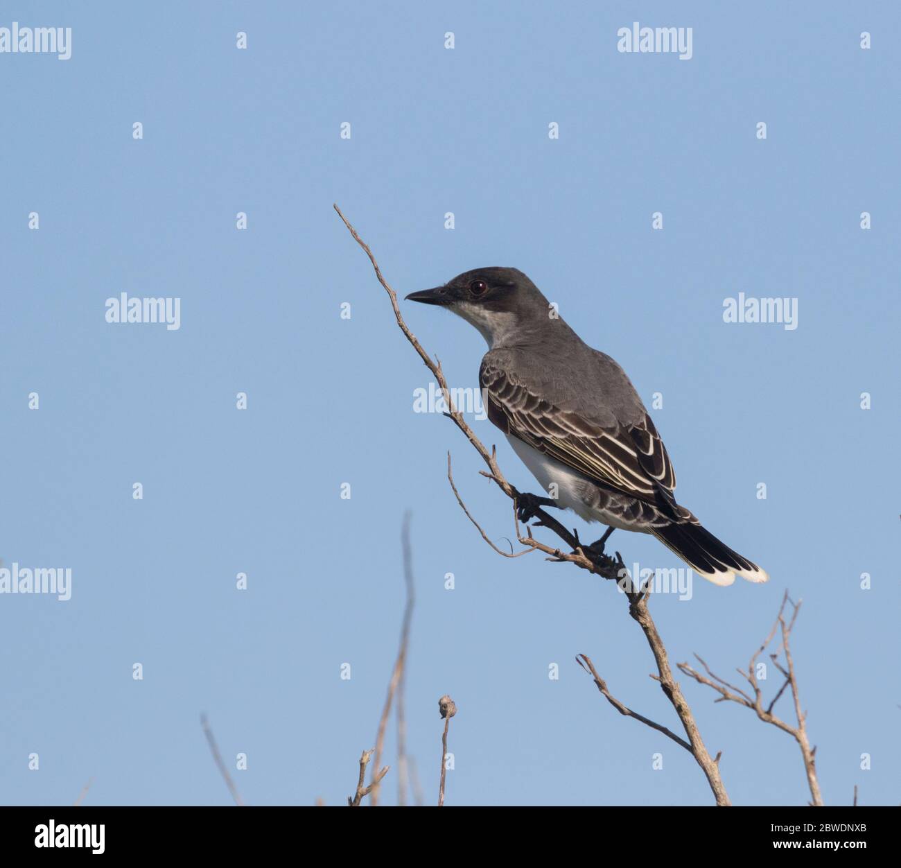 Il colibrì orientale (Tyrannus tirannus) arroccato sul ramo sullo sfondo blu del cielo Foto Stock
