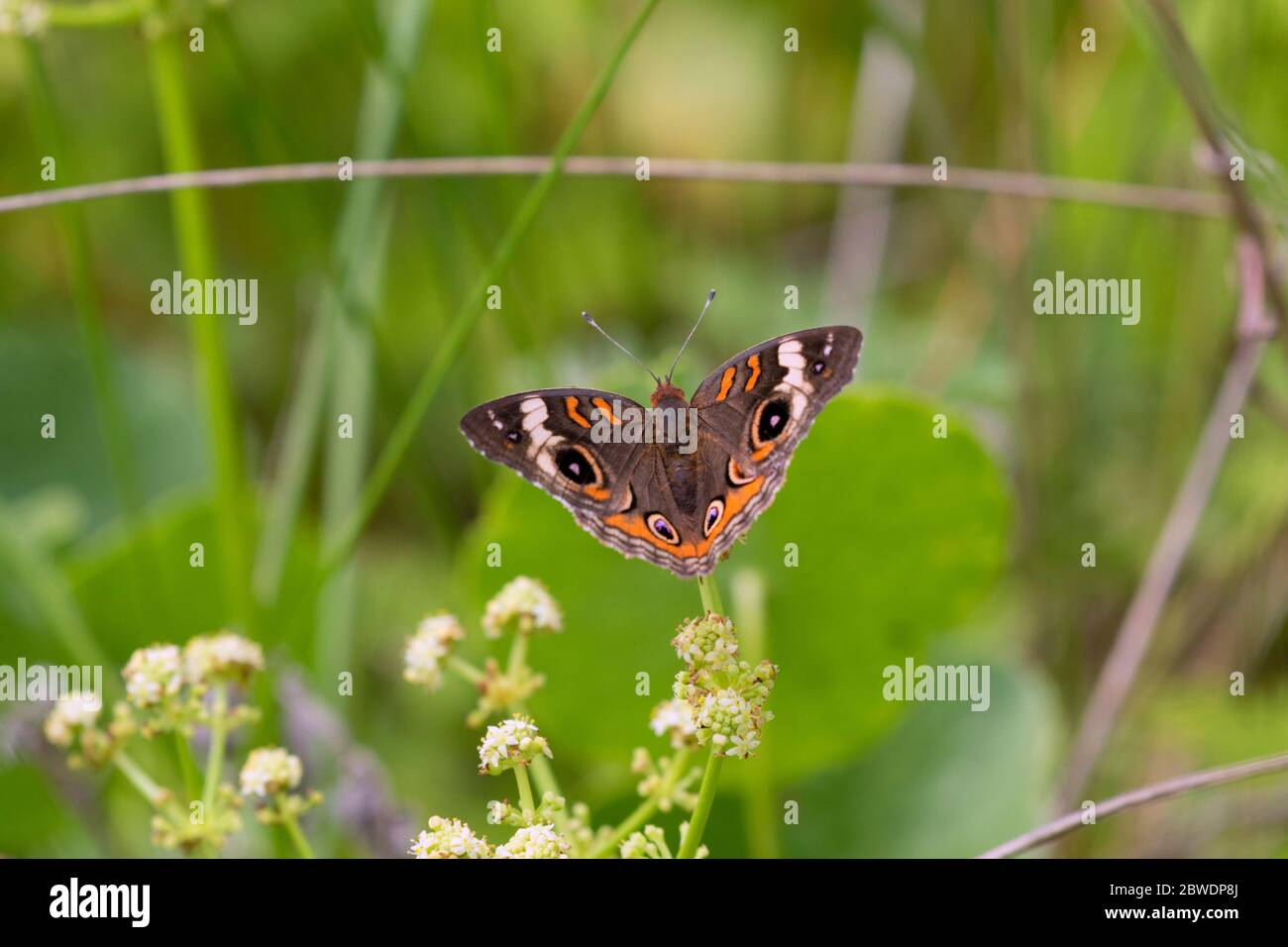 Buckeye comune (Junonia coenia) sui fiori, East End Nature Preserve, Galveston, Texas Foto Stock