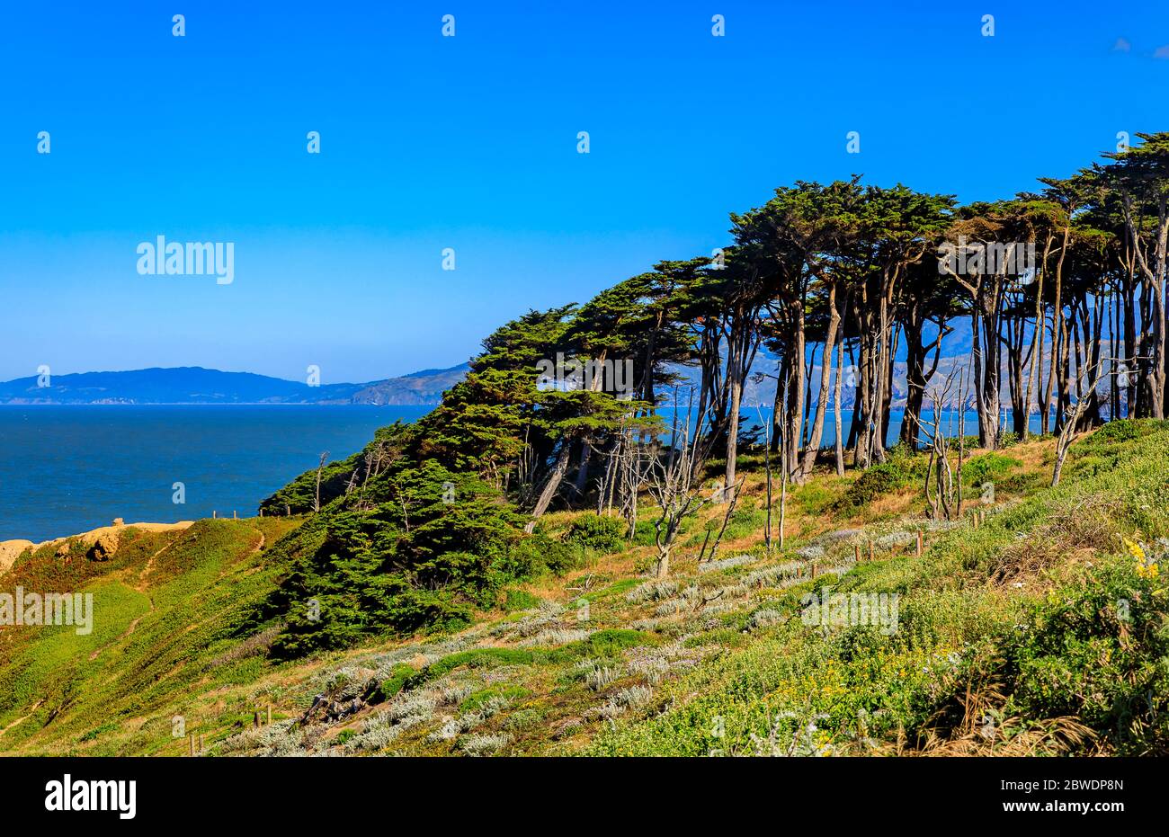 Terre fine parco vicino alle rovine di bagni Sutro, scogliere con cipressi del pacifico e l'Oceano Pacifico sullo sfondo, a San Francisco, California Foto Stock