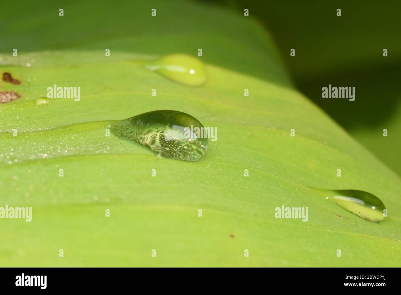 Globuli di rugiada mattutini su foglia verde in natura Foto Stock