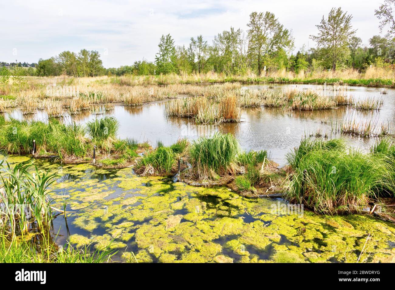 Palude di Dale Hodges Park, un grande parco naturale all'aperto che si trova lungo la riva settentrionale del fiume Bow a Calgary, Alberta, CA Foto Stock